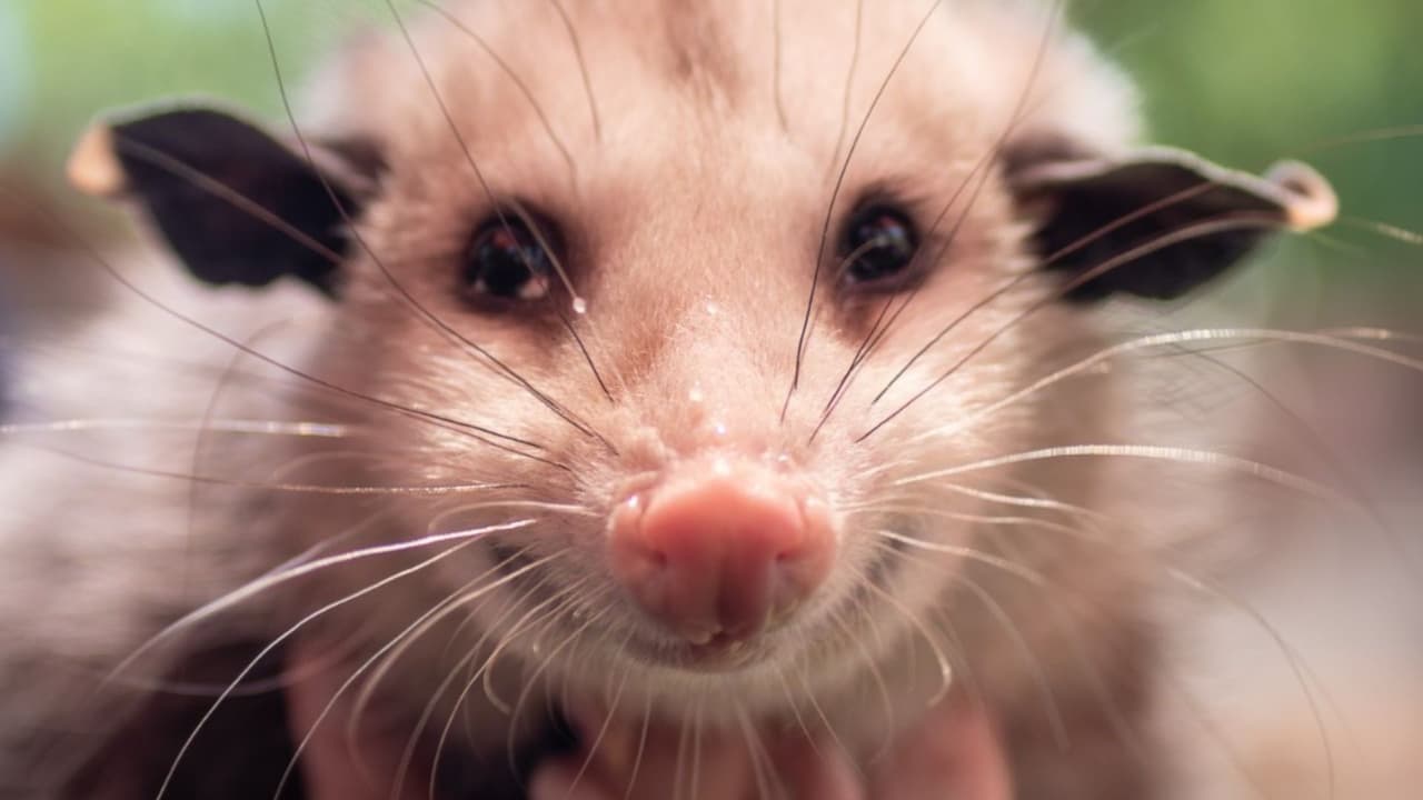 <b>No dejes que el invierno te detenga</b>, ¡sumérgete en la diversión con los “Días del Pingüino en el Zoológico de Dallas” ¡La diversión invernal te espera en
<b><a href="https://maps.app.goo.gl/nnrCiMqarrq4P6wT6" target="_blank">650 S R.L. Thornton Fwy, Dallas</a></b>!