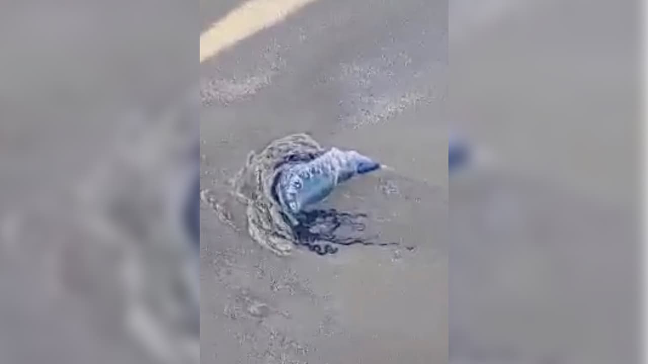 Luego de esta publicación, en las redes sociales de Univision 45 la comunidad compartió decenas de fotos con la medusa. Acevedo Tiffany - "Yo miré una el día de ayer allí en Freeport".