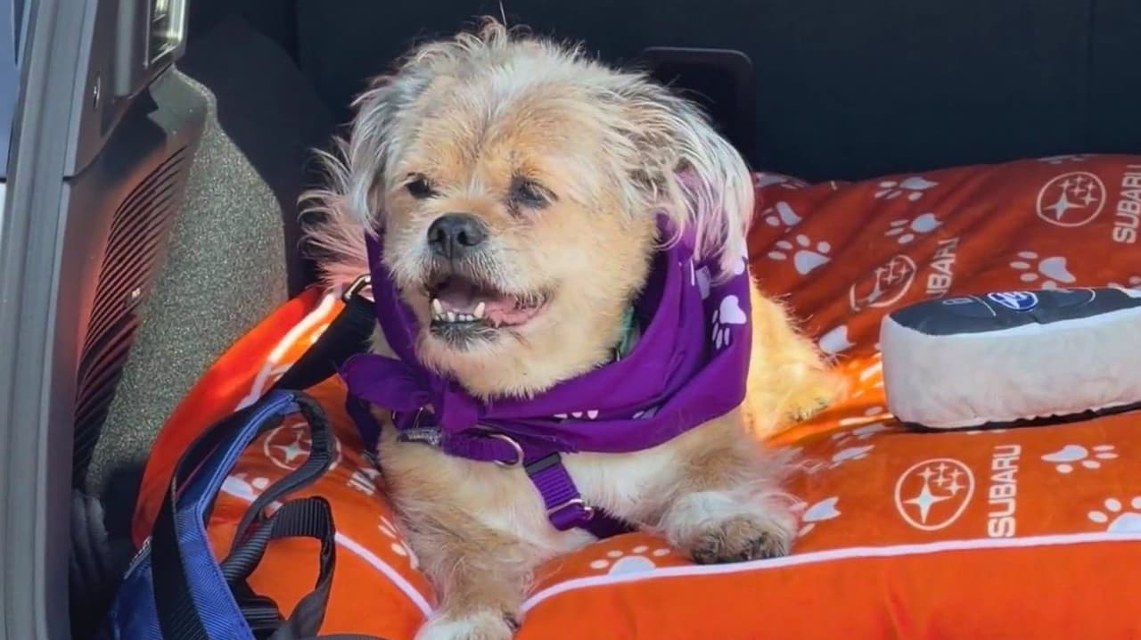 Por qué no debes dejar ni un instante a tus mascotas en el vehículo, mucho menos en tiempo de calor