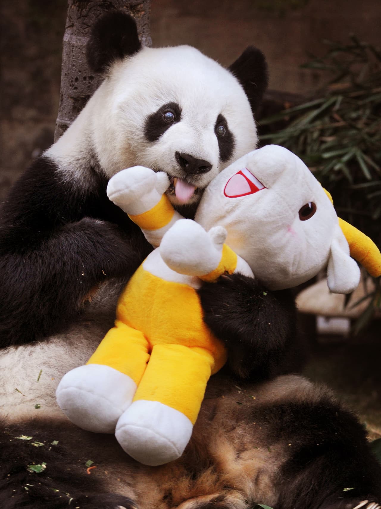 Pan Pan tuvo 130 hijos. Muchos de los bebés panda que viste nacer este año a través de internet son de él. Murió a los 31 años. El promedio de vida de un panda es de 20 años.