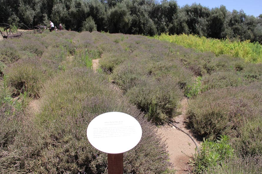 Estos arbustos corresponden al tipo Munstead, se caracterizan por no tener mucha altura, crecen hasta un máximo de 60 centímetros con flor. La apariencia de la planta es seca, debido al color plateado de sus flores.