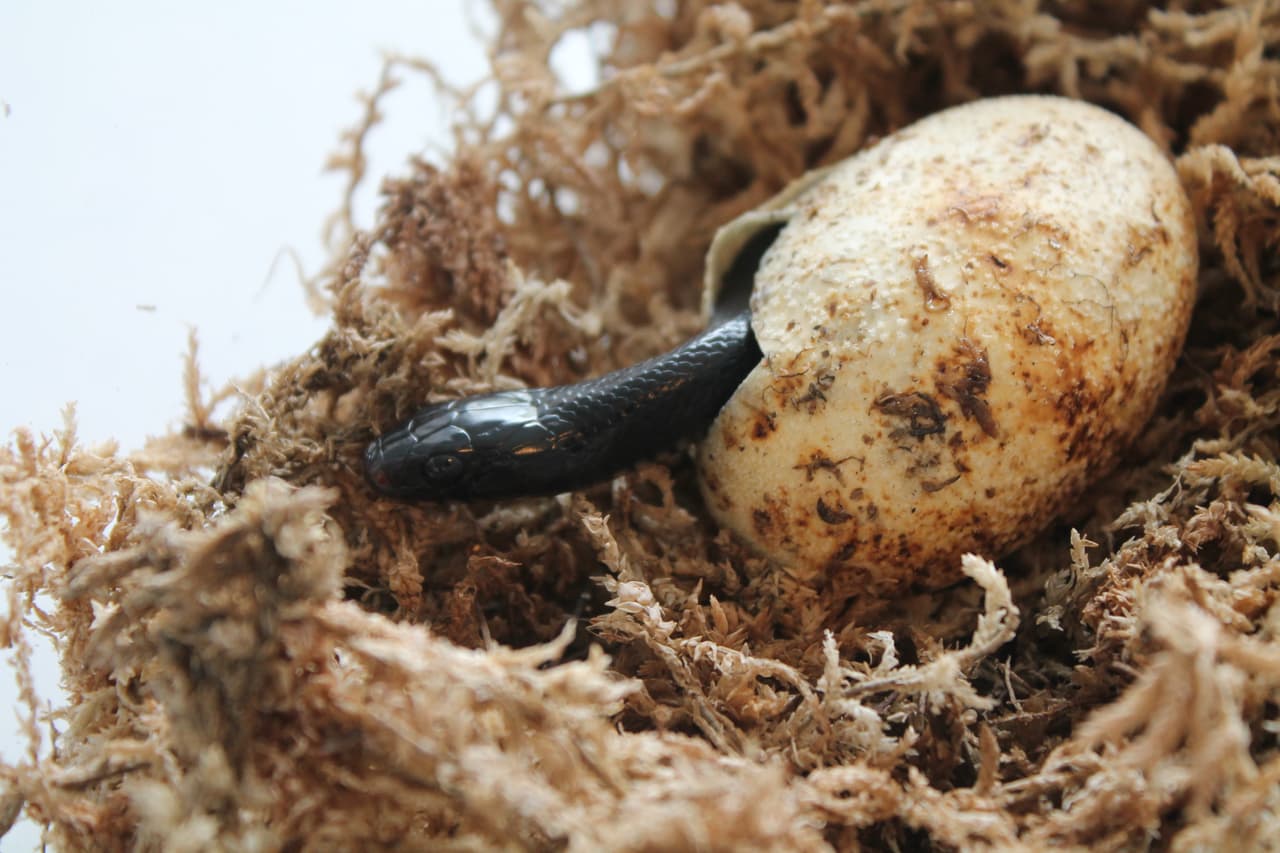 La restauración del ecosistema de pinos de hoja larga es un esfuerzo que trasciende las líneas estatales. Los esfuerzos al sur de Alabama para reintroducir esta serpiente están demostrando ser exitosos. Aproximadamente 135 índigo han sido liberadas en el bosque nacional de Conecuh en el sur de Alabama desde 2011. Los resultados preliminares indican que las serpientes están creciendo rápidamente en tamaño y se reproducen bien en estado salvaje. Esta es una cría de serpiente índigo se asoma por primera vez de su huevo.