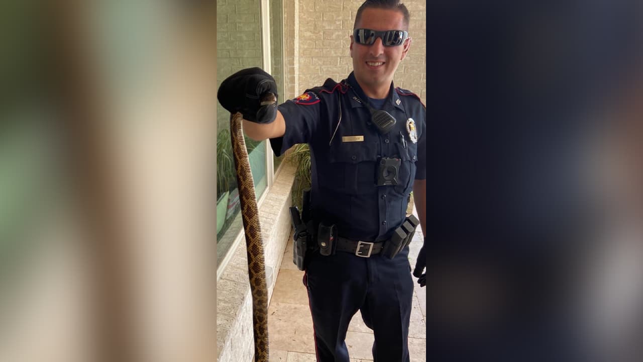 Después de lograr atrapar a la víbora, el oficial la muestra a la cámara e indica que es una “Buena serpiente” y que no es venenosa.