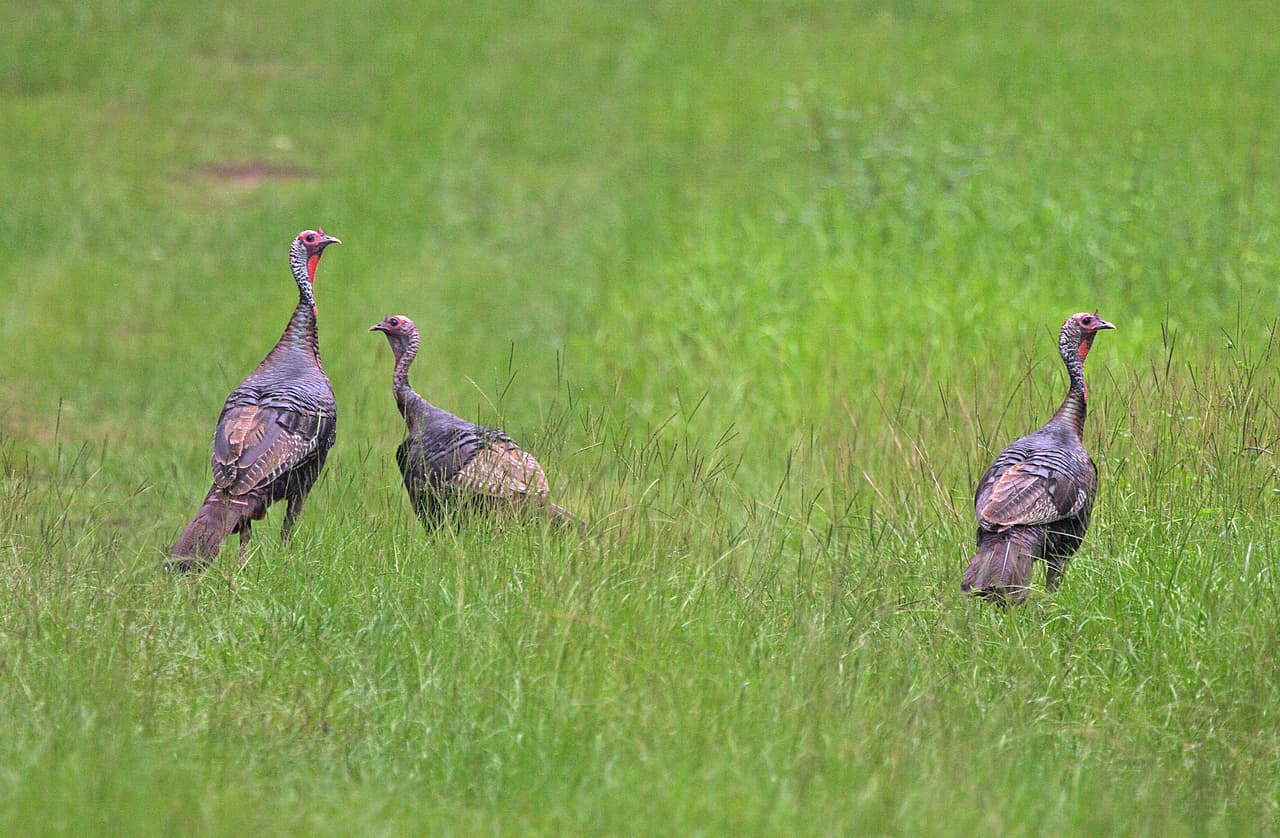 Sin embargo, los pavos salvajes son extremadamente cautelosos, poseen una vista aguda y una audición excelente, por lo que cazarlos es un desafío.
<br>