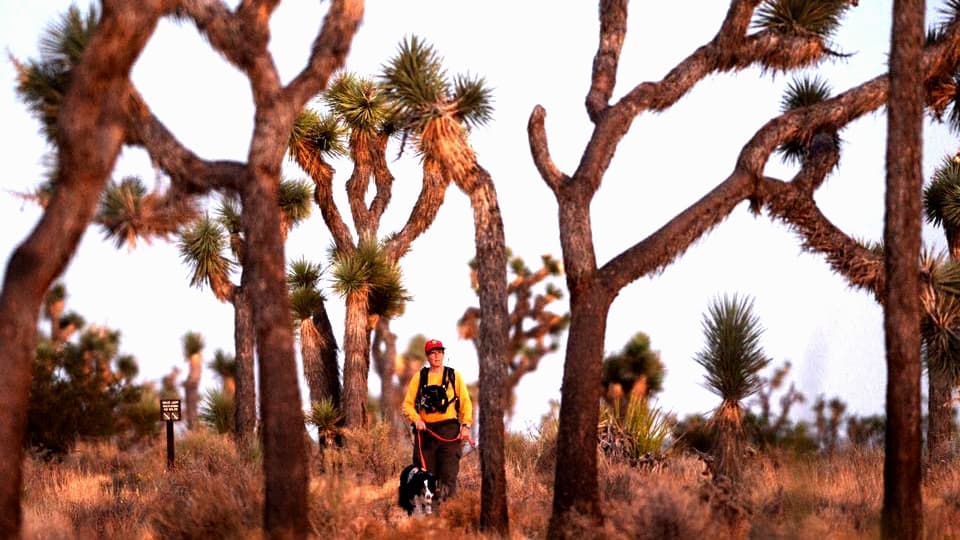 Un hombre que desapareció por cinco días en Joshua Tree sobrevivió tomando su propia orina