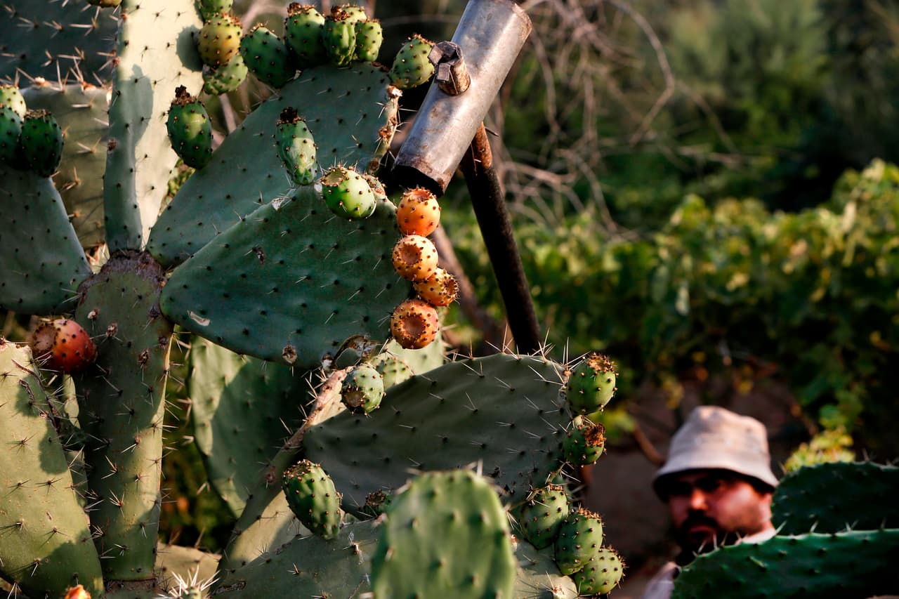 La hembra coloca entre 60 y 100 huevos, uno sobre otro, para construir una especie de bastón que semeja la forma de una espina. La hembra puede adherir los huevos a la punta de una espina o en la base donde crecen las espinas. A lo largo de su vida las hembras llegan a depositar entre 200 y 300 huevos.