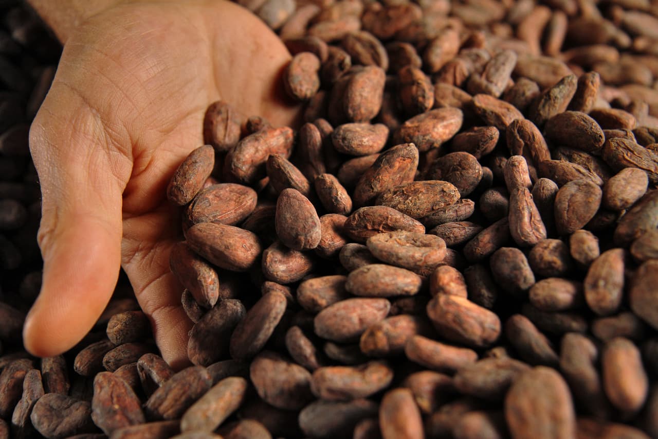 <b>10. Cacao puro</b>
<br>
<br>Mucho se dice respecto al cacao y al chocolate, como fuente de antioxidantes y como antidepresivo natural. Sin embargo, su riqueza de flavonoides que disminuyen los riesgos de complicaciones cardíacas y disminuyen la hipertensión son poco reseñados. Tal vez porque el chocolate contiene normalmente trazas de leche y otras grasas animales fruto de su manufacturación que no son tan saludables.