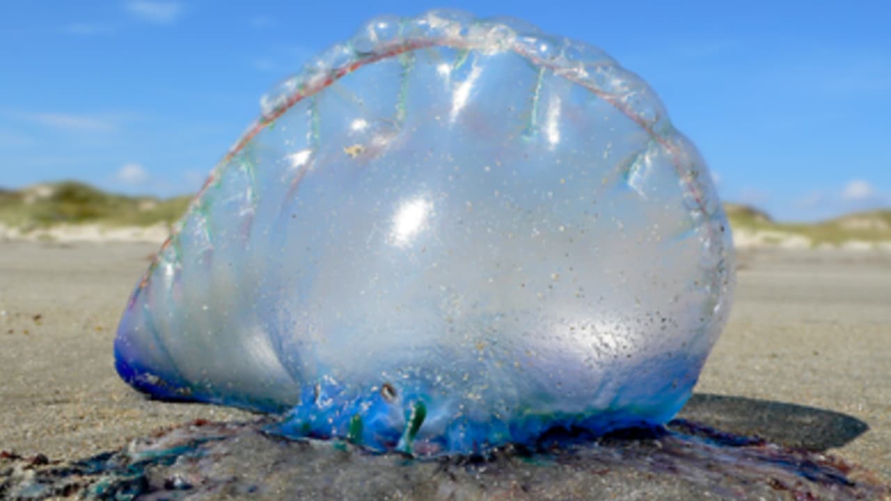 “La medusa carabela portuguesa es una colonia de organismos, cada uno con su función especial”, indica la publicación.
