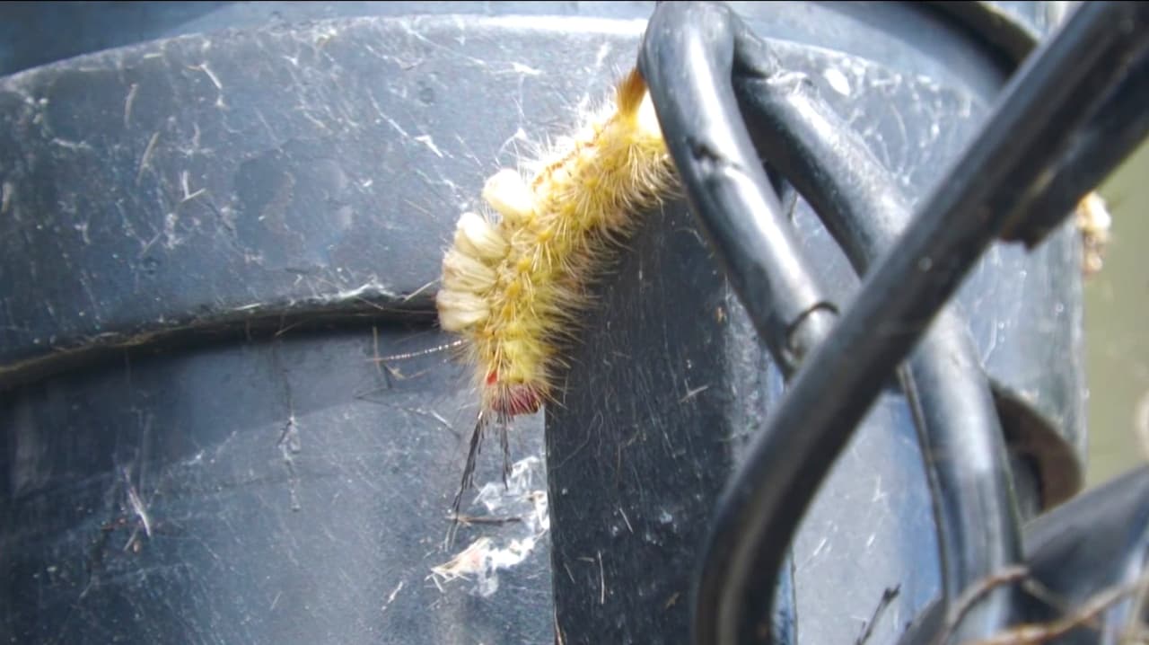 Cierran parque para perros en Sanford: Buscan erradicar invasión de orugas