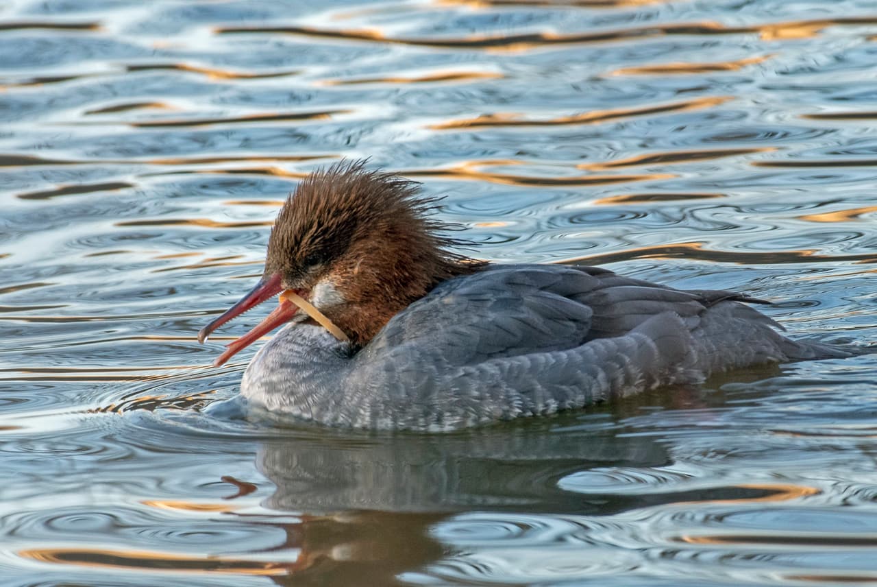 Common merganser
