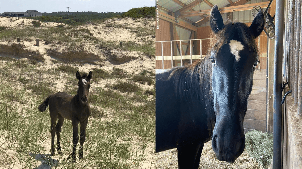 Valor, la yegua salvaje que muere tras ser atacada por una serpiente venenosa
