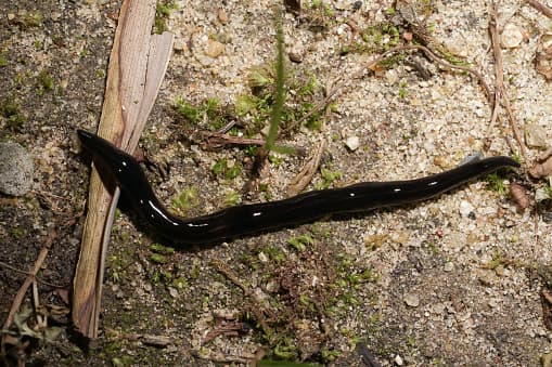 Esta especie es un depredador de caracoles. Utiliza una faringe blanca como una sonda de alimentación y puede drenar los caracoles por completo. A pesar de parecer criaturas inofensivas y viscosas, los caracoles son un eslabón importante en la cadena alimentaria y el ecosistema.
<br>
<br>"¡Han sido importados en otras naciones para controlar el caracol africano gigante! ¡Un caracol que puede crecer hasta 7 pulgadas de largo! En varias islas del Pacífico, los investigadores han notado una disminución significativa, incluso eventos de extinción, de muchos caracoles terrestres. Se ha documentado que trepan árboles siguiendo los rastros de caracol de sus presas", indica el Instituto de Especies Invasoras de Texas.