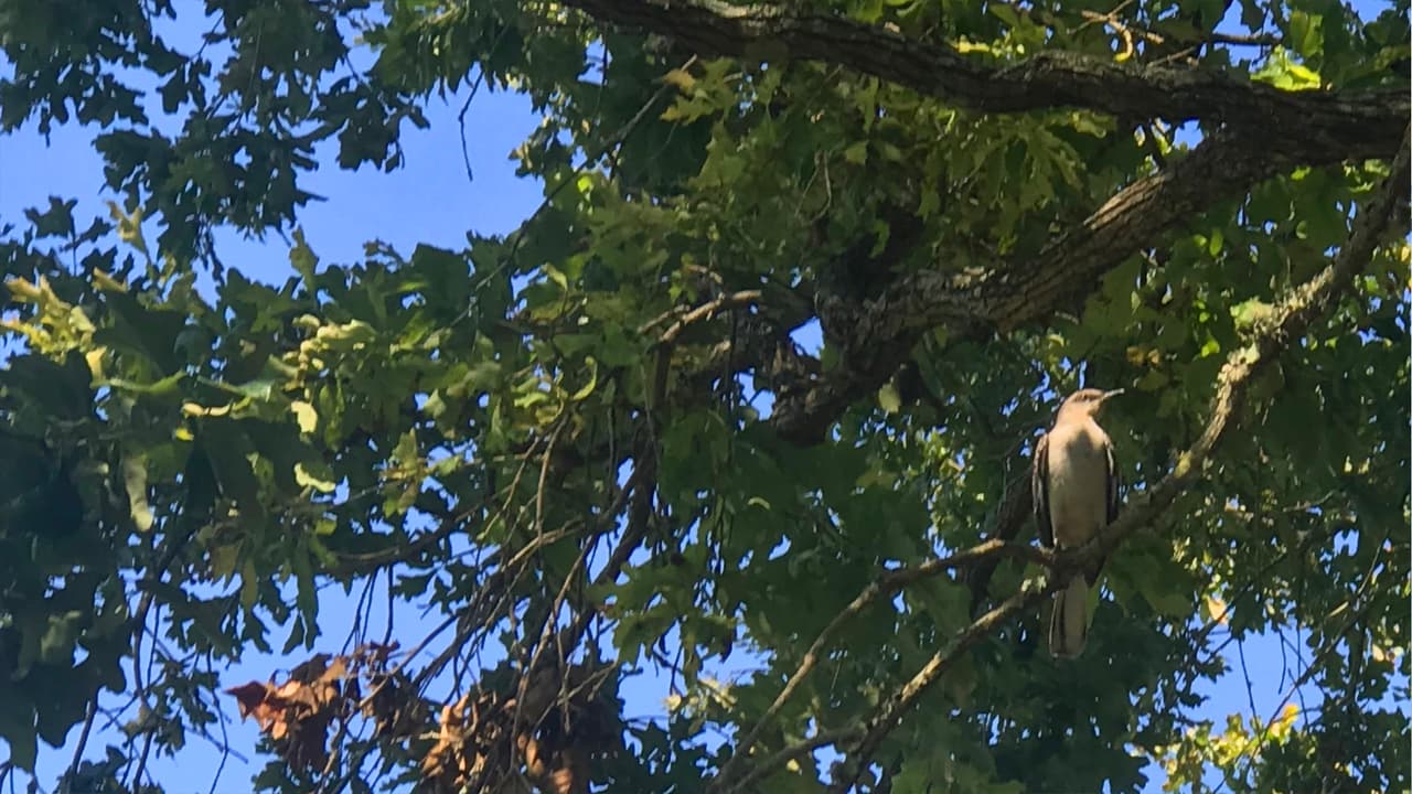 En este parque es muy fácil ver al Sinsonte, un pájaro simbólico de Texas. Están por todas partes.