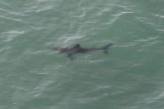 Tiburones en Huntington Beach. (Imagen tomada de la cuenta de Twitter de la policía local).