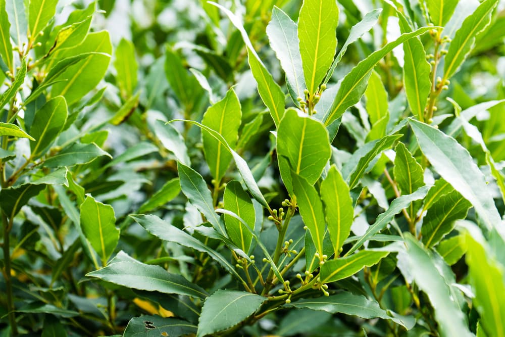 Desde tiempos de los griegos y los romanos, el laurel ha sido asociado con la inmortalidad, se considera protector y purificador de ambientes, ahuyenta el mal y las energías negativas y hasta hay quienes creen que se le puede usar en exorcismos y contra maldiciones.