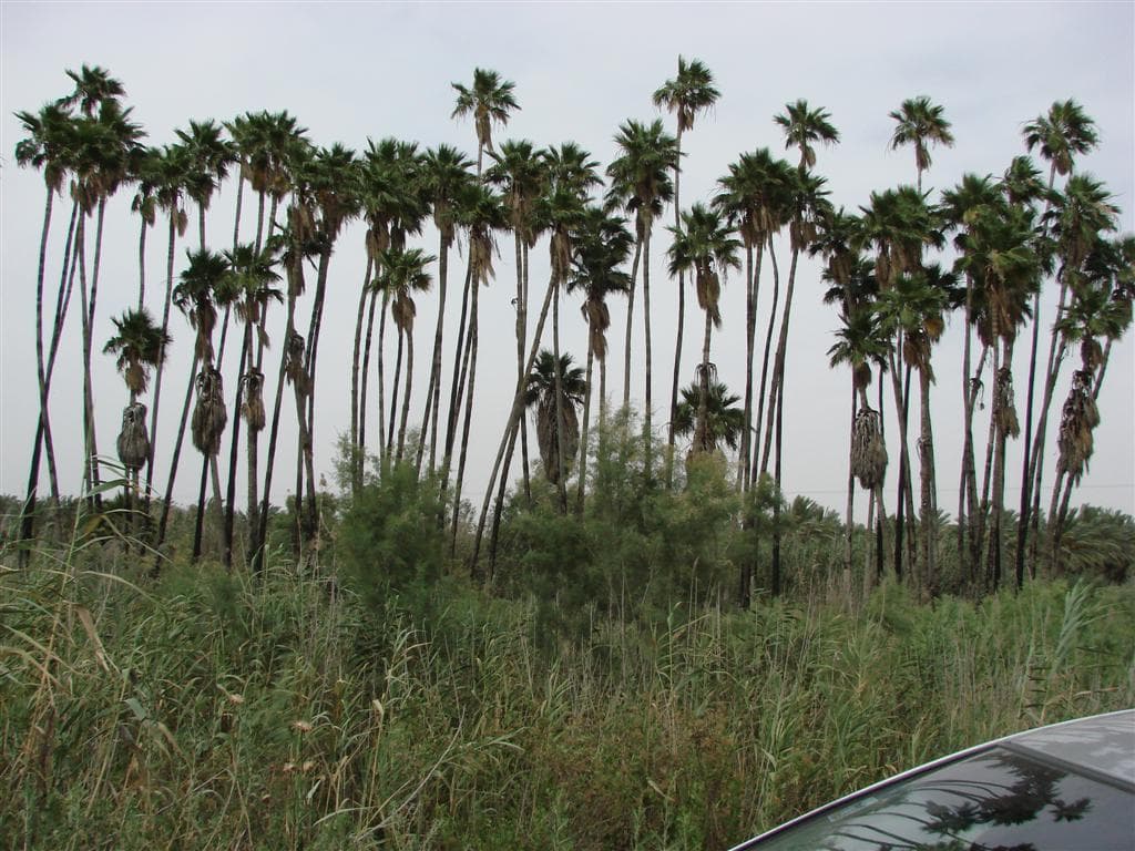 En
<b>Tirat Zvi, Israel,</b> cuando llegan los meses de verano, el calor golpea sin tregua esta zona. Desde finales de la primavera hasta principios del otoño, la temperatura supera regularmente los
<b>104ºF (40ºC)</b>.