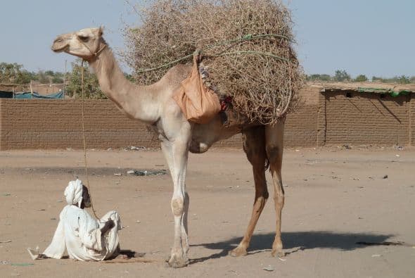 Descansando durante la exhibición previa a los concursos.