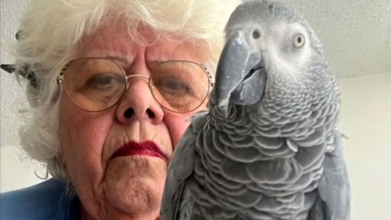 Una mujer quedó atrapada en Puerto Rico por un loro: esta es la razón
