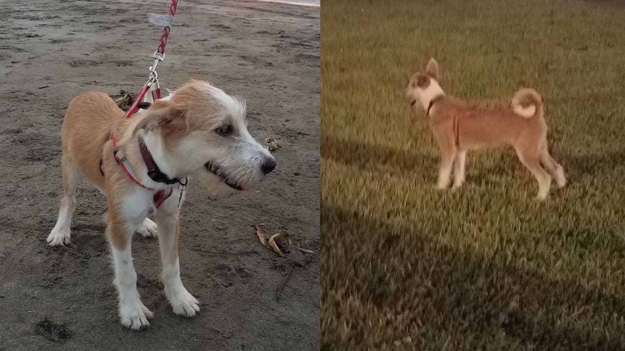 Carmen Velarde - "Mi esposo me llama y me pregunta si quiero un perrito y al momento le dije que si, ella estaba en la calle muy sucia y llena de pulgas mal nutrida 🙁en ese momento la llevamos al veterinario para que la bañaran y comenzará con sus vacunas 😁😁de ese día en adelante es mi princesa😀😀CLEO"