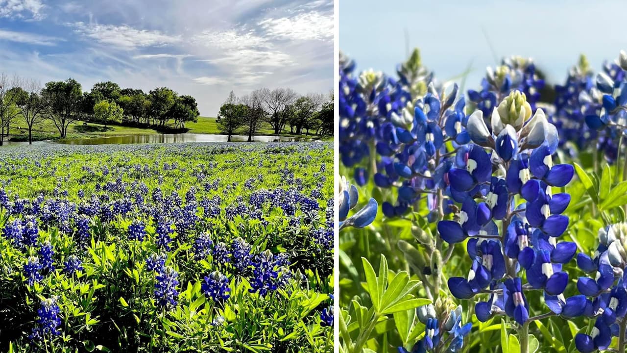 Ennis es la ciudad conocida por sus senderos de bluebonnets que puedes visitar del 1 al 30 de abril. Tiene tres senderos, el norte, sur y oeste, que abarca hasta Lake Bardwell.
