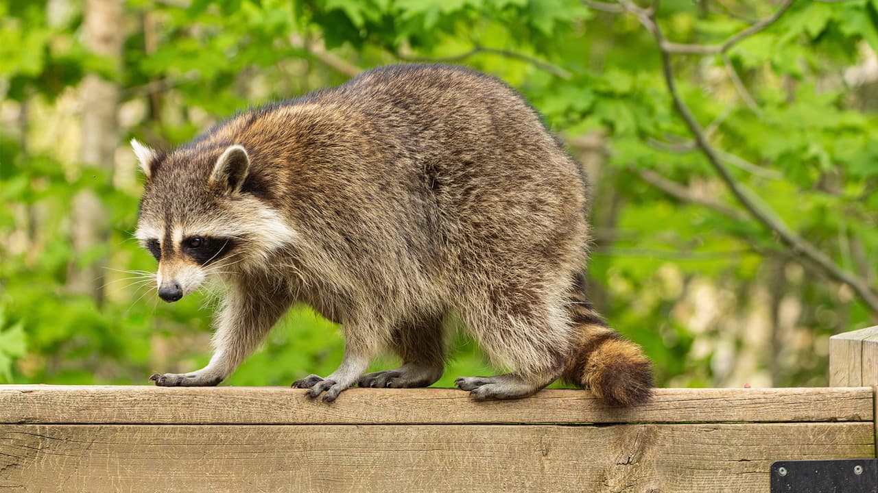 Detectan dos casos de una rara enfermedad que transmiten los mapaches: ¿qué es y cómo se contagia?