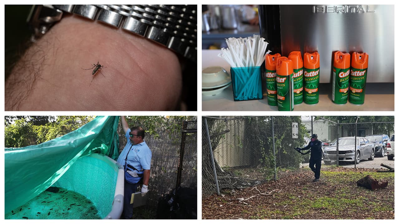 Comienza la temporada de mosquitos: evita virus como el zika, dengue o chikungunya