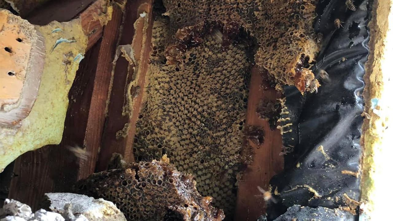 En un principio, la pareja contrató a un inspector que le dio el visto bueno a la casa para ser comprada.