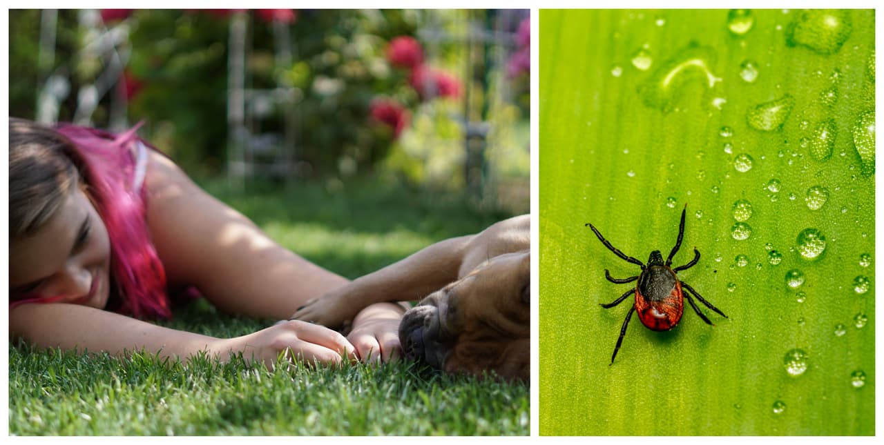 Garrapata portadora de peligroso virus llega al estado de Nueva York 