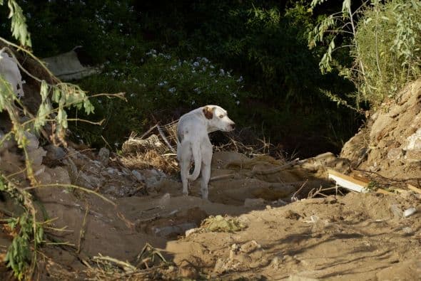Este refugio fue creado por un empresario, ahora retirado, en 1985 ante los miles de ejemplares caninos que quedaron en las calles tras el terremoto sufrido en septiembre de ese año.