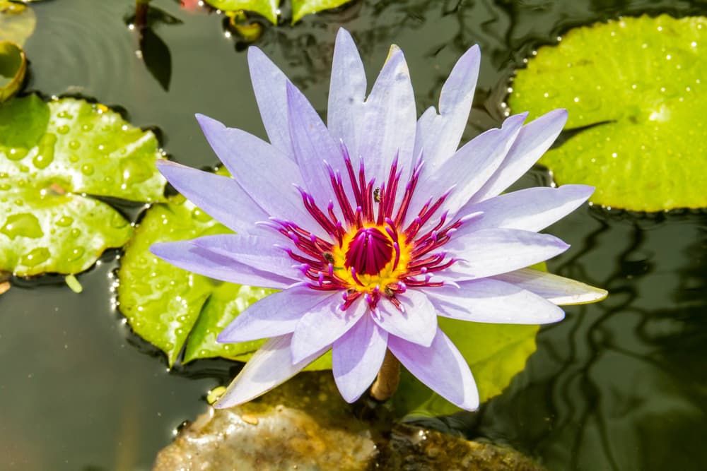Los nenúfares, similares a la flor de loto, tienen un aroma nocturno que se extiende protector y sanador como la luz de la luna, protegiendo a tus seres amados. Es lindo tenerlas en tu jardín, en un estanque pequeño.