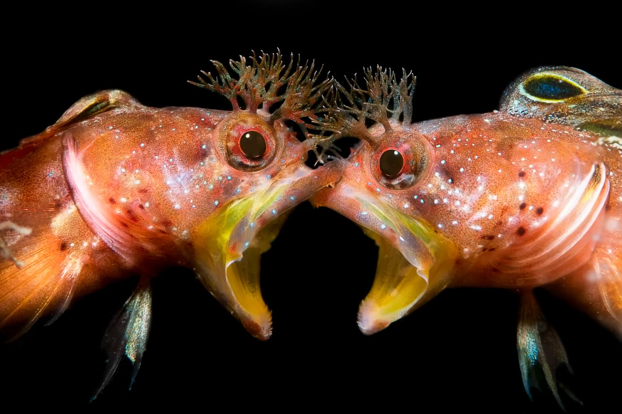 <b>‘Cara a cara’</b>, segundo lugar en la categoría ‘comportamiento’ del Premio Internacional de Fotografía Subacuática (UPY, por sus siglas en inglés). Según su autor, esta fotografía es una pelea entre dos peces blenny, una especie que se encuentra en el océano entre Japón y Corea del Sur.