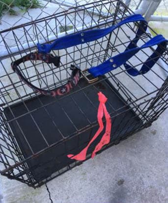 De acuerdo con las autoridades, fue encontrada por un padre y su hijo, quienes la vieron mientras arrastraba una jaula de metal que tenía cuatro cachorros, la cual le habían amarrado con un cinturon.