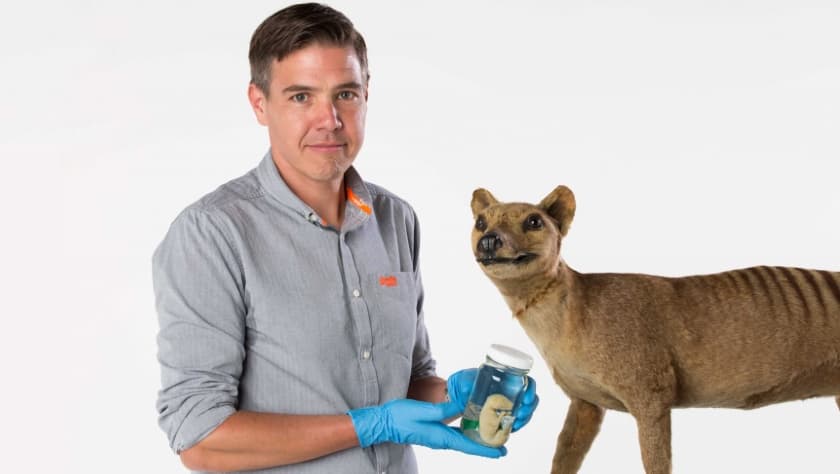 El profesor Pask (en la imagen) asegura que
<b>será dentro de 10 años</b> cuando se pueda contar con
<b>"nuestro primer bebé tilacino vivo</b> desde que fueron cazados hasta la extinción".
<br>
<br>De ser así, será un siglo después de extintos cuando se pueda mirar de nuevo un ejemplar de este animal nacido de manera artificial.