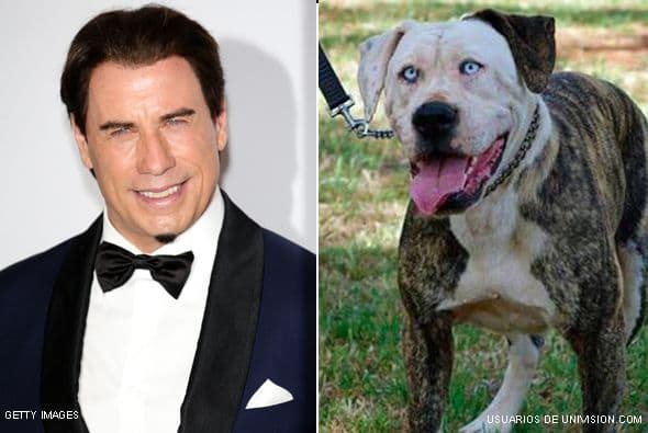 John Travolta y este adorable bulldog, ¿se parecen?