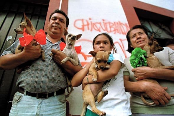 La Secretaría de Salud detalló con sus datos oficiales que el número de animales que sus propietarios entregaron al centro antirrábico para su sacrificio, aumentó en un 101.62% entre el año 2000 y 2006.