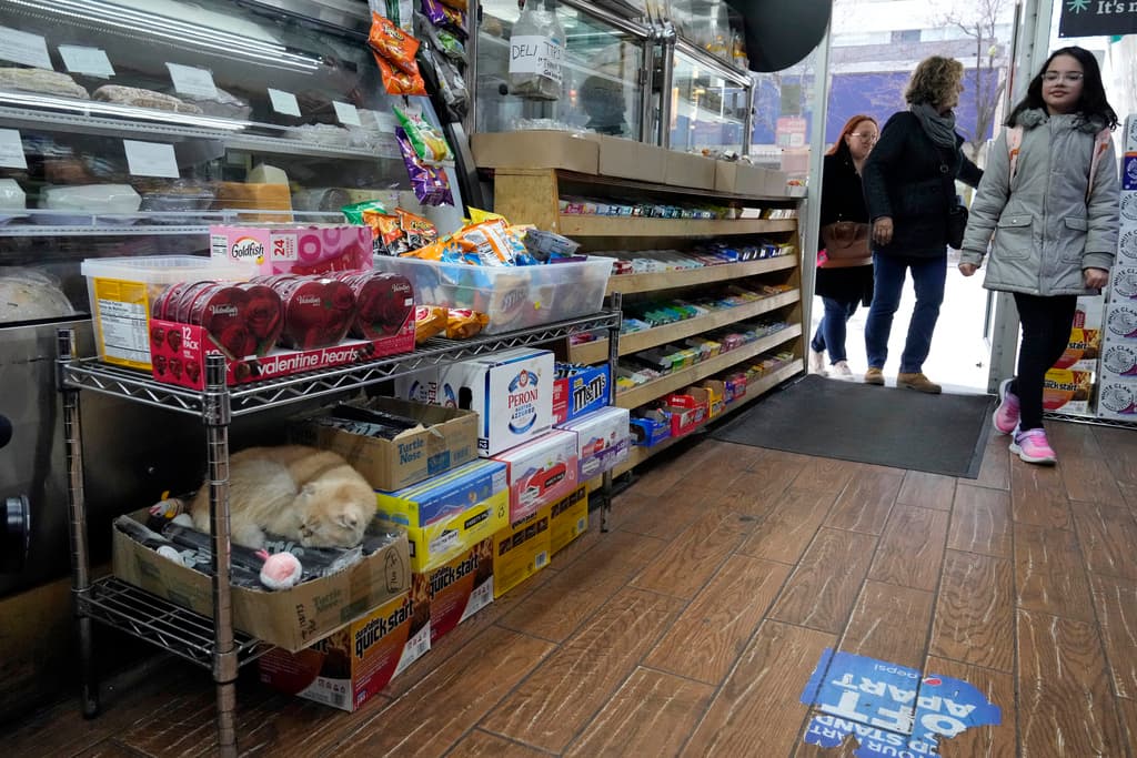 Los comerciantes valoran tanto su efectividad contra las plagas como su capacidad para generar lealtad entre los clientes. La gata de Bodega, Mia Garfield, abajo a la izquierda, duerme la siesta sobre una caja de paraguas en Fresh Food Farm.