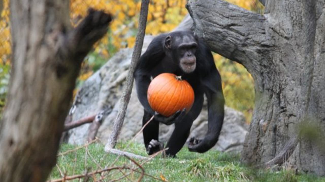 <b>Festival de otoño en Lincoln Park Zoo</b>
<br>Imagínate todo el espíritu del otoño, pero rodeado de animales. El festival de otoño en Lincoln Park Zoo ofrece desde un paseo de calabazas hasta observación de mascotas totalmente gratis. Si deseas más información, 
<a href="https://www.facebook.com/events/409988327901875/?acontext=%7B%22event_action_history%22%3A[%7B%22mechanism%22%3A%22discovery_custom_tab%22%2C%22surface%22%3A%22bookmark%22%7D]%2C%22ref_notif_type%22%3Anull%7D" target="_blank">puedes consultar esta página</a>. 
<br>
<br>
<b>¿Dónde?</b> Lincoln Park Zoo, 2234 N. Cannon Drive
<br>
<b>¿Cuándo?</b> Viernes a las 10 p.m.
<br>
<b>¿Precio?</b> El festival de otoño es gratuito, pero puede comprar pases para otras actividades en el sitio.