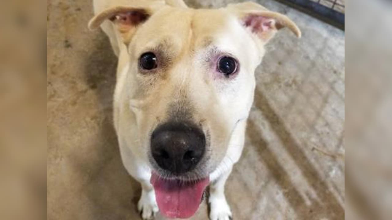 Yo soy Big Momma, también conocida como Pretty Girl. Llegué al SPCA de Texas en 2019 por un caso de crueldad, pero desde entonces he progresado mucho y estoy lista para ser parte de tu familia.