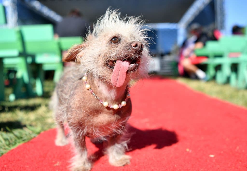 Josie, un perro de raza 'chinese crested', esperaba su momento para competir. La mayoría de las mascotas del certamen han sido adoptadas.