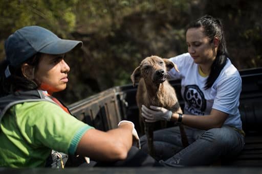 Un perro herido es rescatada de entre los desechos en Brasil.