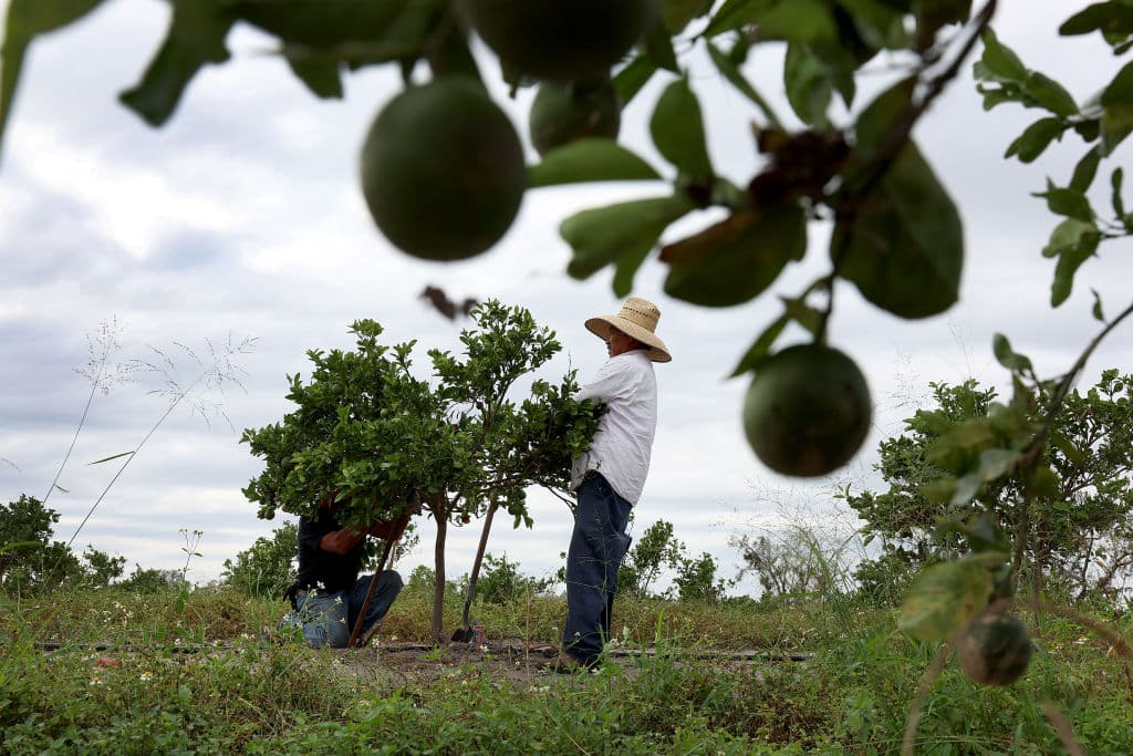 El mayor productor de cítricos en Florida cambia de negocio: Alico se convertirá en desarrollador inmobiliario