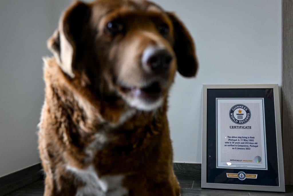 Aquí se puede ver a Bobi junto al certificado del premio Guinness que lo acredita como el perro más viejo del mundo.