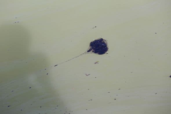 Continúan las labores de limpieza tras derrame de petróleo