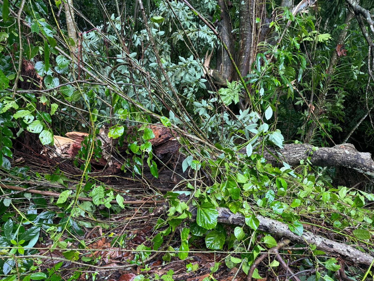 Las fuertes ráfagas tumbaron árboles de pana y de mango, entre otros frutos, en la zona central de la Isla.