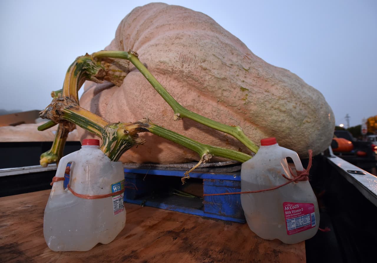 Decenas de personas se dieron cita en el Campeonato Mundial Anual Safeway de Calabazas, en California, para poder observar calabazas gigantes de traídas desde varios estados de la nación.