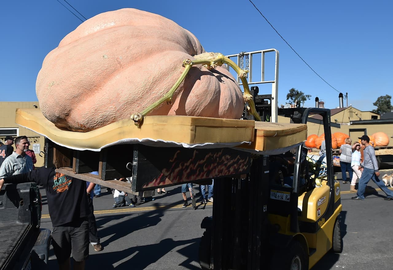 Decenas de personas se dieron cita en el Campeonato Mundial Anual Safeway de Calabazas, en California, para poder observar calabazas gigantes de traídas desde varios estados de la nación.