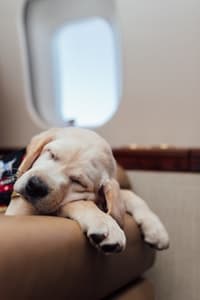 Quizás el vuelo se hizo demasiado largo para Spike.