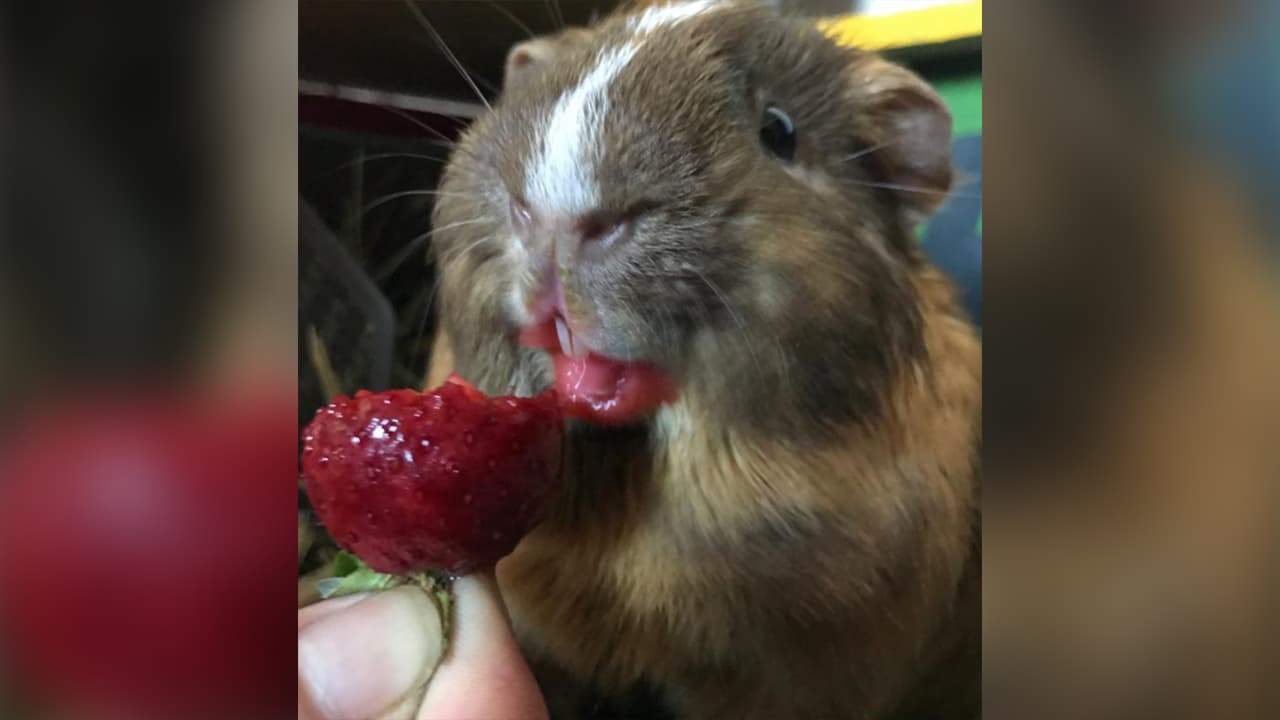 <b>Héctor de la Torre:</b> Un sueño de mi hija que ella deseaba tanto tener un cuyito, está pasando momentos de estrés en la escuela estaba un poco deprimida y desistimos darle la sorpresa de comprárselo. Ella lo escogió y acaba de cumplir 4 añitos. Es muy inteligente y ha llegado a formar parte de la familia. Aquí disfrutando una fruta de sus preferidas una fresa.