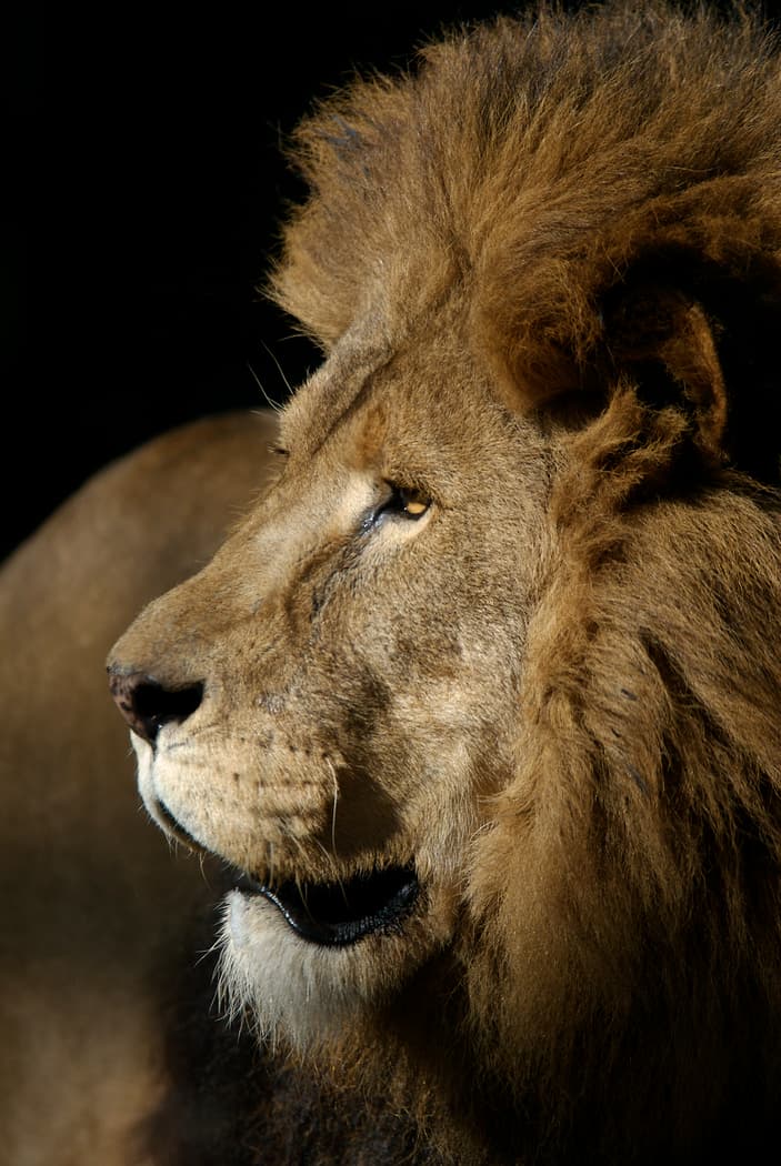 Jonathan fue traído al zoológico de Houston en 2006 y vivió la mayor parte de su vida allí. El león había sido rescatado de un dueño particular cuando tenía pocos años de edad.