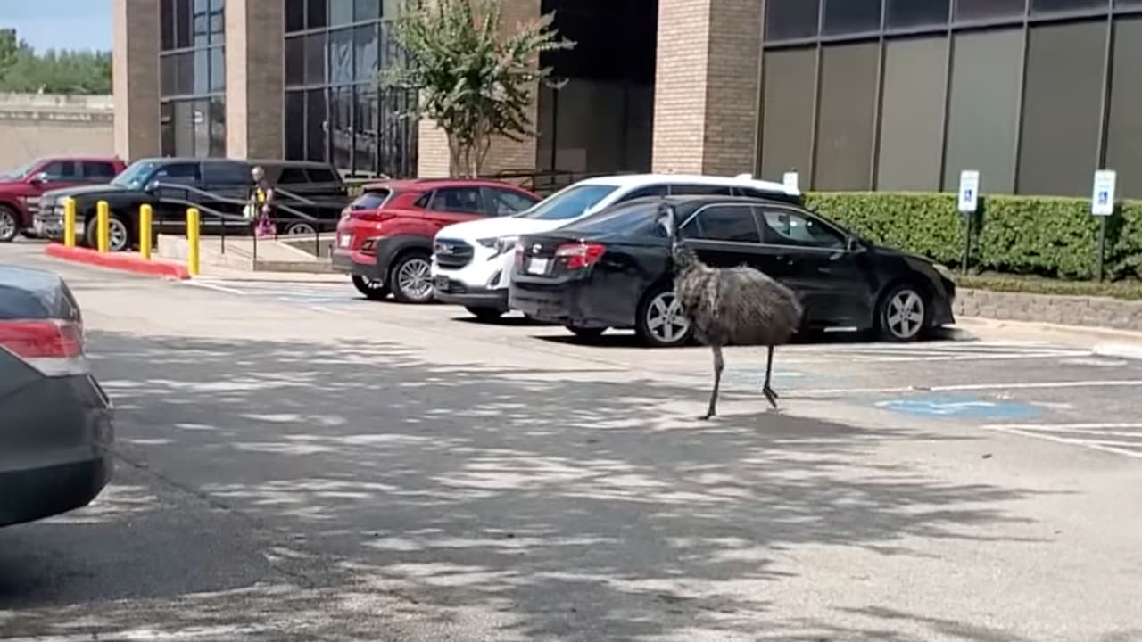 “No van a creer esto”, indica Yvette Justice Fleming, que captó el momento y lo compartió con Univision 45.